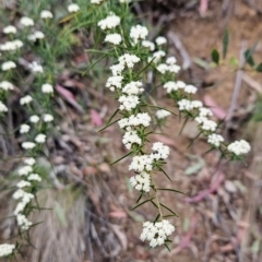 Ozothamnus thyrsoideus at Namadgi National Park - 14 Nov 2023 08:56 AM