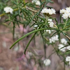 Ozothamnus thyrsoideus at Namadgi National Park - 14 Nov 2023 08:56 AM