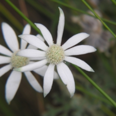 Actinotus helianthi (Flannel Flower) at Bolivia, NSW - 24 Jan 2009 by PJH123