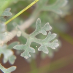Actinotus helianthi at Bolivia, NSW - suppressed