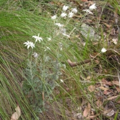 Actinotus helianthi at Bolivia, NSW - suppressed