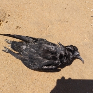 Ardenna tenuirostris at Wallaga Lake, NSW - 13 Nov 2023 11:56 AM