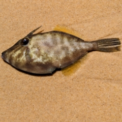 Unidentified Native Fish at Wallaga Lake, NSW - 13 Nov 2023 by HelenCross