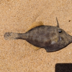 Monacanthidae (family) at Wallaga Lake, NSW - 13 Nov 2023 11:41 AM