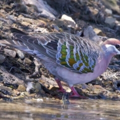 Phaps chalcoptera (Common Bronzewing) at Googong Reservoir - 13 Nov 2023 by jb2602