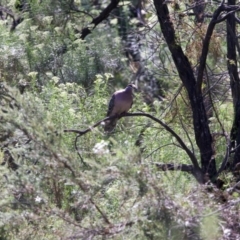 Phaps chalcoptera at Googong Reservoir - 13 Nov 2023