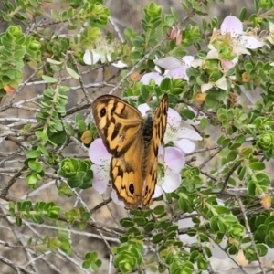 Heteronympha merope at ANBG - 14 Nov 2023