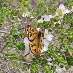 Heteronympha merope (Common Brown Butterfly) at ANBG - 14 Nov 2023 by Csteele4