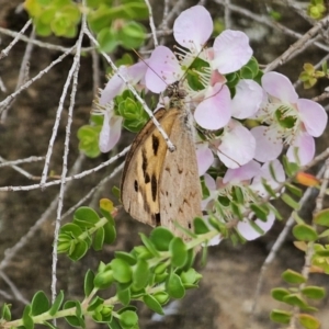 Heteronympha merope at ANBG - 14 Nov 2023