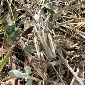 Oedaleus australis at Campbell, ACT - 14 Nov 2023