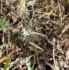 Oedaleus australis at Campbell, ACT - 14 Nov 2023