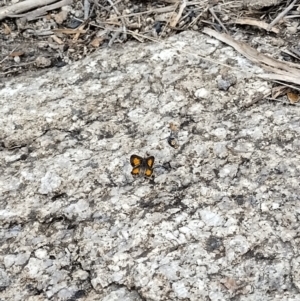 Paralucia aurifera at Namadgi National Park - 14 Nov 2023