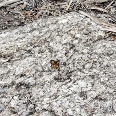 Paralucia aurifera (Bright Copper) at Rendezvous Creek, ACT - 14 Nov 2023 by Esita