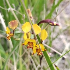 Diuris semilunulata (Late Leopard Orchid) at Rendezvous Creek, ACT - 13 Nov 2023 by Esita