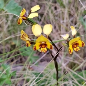 Diuris semilunulata at Namadgi National Park - 14 Nov 2023