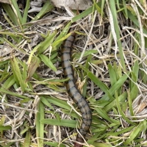 Cormocephalus sp.(genus) at Kangaroo Valley, NSW - suppressed