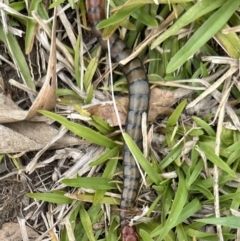 Cormocephalus sp.(genus) at Kangaroo Valley, NSW - 14 Nov 2023