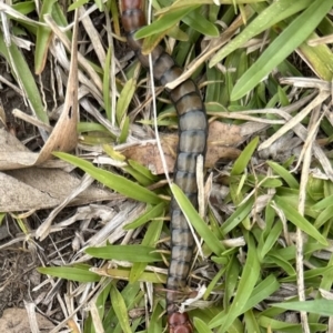 Cormocephalus sp.(genus) at Kangaroo Valley, NSW - 14 Nov 2023