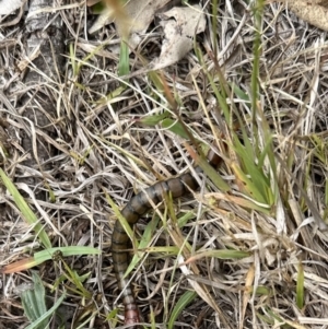 Cormocephalus sp.(genus) at Kangaroo Valley, NSW - 14 Nov 2023