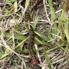 Cormocephalus sp.(genus) at Kangaroo Valley, NSW - suppressed