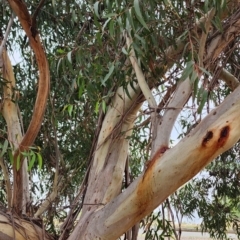 Eucalyptus olsenii at suppressed - suppressed