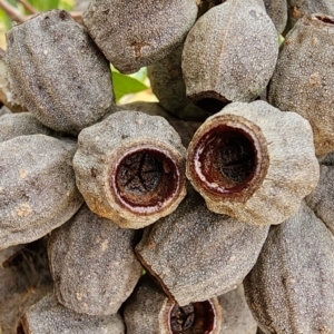 Eucalyptus olsenii at suppressed - suppressed