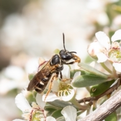 Lasioglossum (Chilalictus) bicingulatum (Halictid Bee) at Evatt, ACT - 13 Nov 2023 by Roger