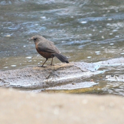 Origma solitaria (Rockwarbler) at Bargo, NSW - 10 Nov 2023 by Freebird