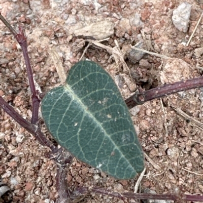 Hardenbergia violacea (False Sarsaparilla) at Kangaroo Valley, NSW - 14 Nov 2023 by lbradley
