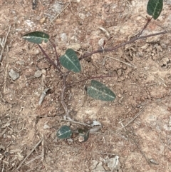 Hardenbergia violacea at Kangaroo Valley, NSW - suppressed