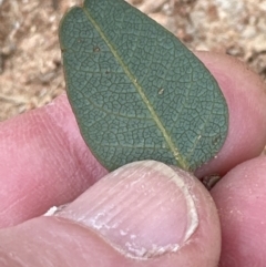 Hardenbergia violacea at Kangaroo Valley, NSW - suppressed