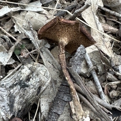 Lentinus arcularius (Fringed Polypore) at Kangaroo Valley, NSW - 14 Nov 2023 by lbradley