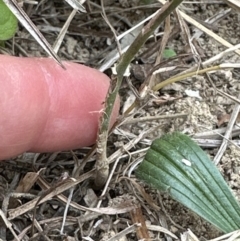 Oxytes brachypoda at Kangaroo Valley, NSW - 14 Nov 2023