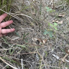 Oxytes brachypoda at Kangaroo Valley, NSW - 14 Nov 2023