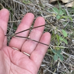 Oxytes brachypoda at Kangaroo Valley, NSW - 14 Nov 2023