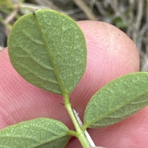 Oxytes brachypoda at Kangaroo Valley, NSW - 14 Nov 2023