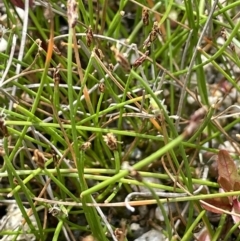 Eleocharis gracilis (Slender Spike-rush) at Rendezvous Creek, ACT - 12 Nov 2023 by JaneR