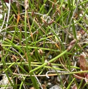 Eleocharis gracilis at Namadgi National Park - 12 Nov 2023