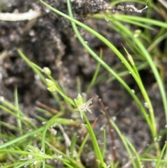 Juncus sp. (A Rush) at Rendezvous Creek, ACT - 12 Nov 2023 by JaneR