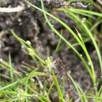 Juncus (genus) (A Rush) at Namadgi National Park - 12 Nov 2023 by JaneR