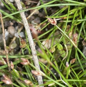 Juncus sp. at Namadgi National Park - 12 Nov 2023 03:35 PM