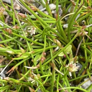 Juncus sp. at Namadgi National Park - 12 Nov 2023