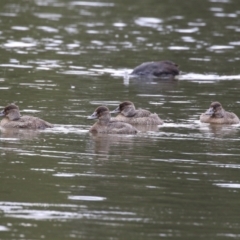 Oxyura australis (Blue-billed Duck) at Isabella Plains, ACT - 14 Nov 2023 by RodDeb