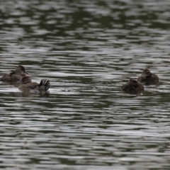 Oxyura australis at Upper Stranger Pond - 14 Nov 2023 12:30 PM