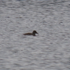 Oxyura australis at Upper Stranger Pond - 14 Nov 2023 12:30 PM