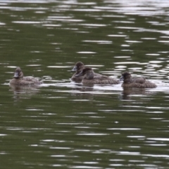 Oxyura australis at Upper Stranger Pond - 14 Nov 2023 12:30 PM