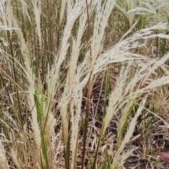 Lachnagrostis filiformis (Blown Grass) at Red Hill Nature Reserve - 14 Nov 2023 by Steve818