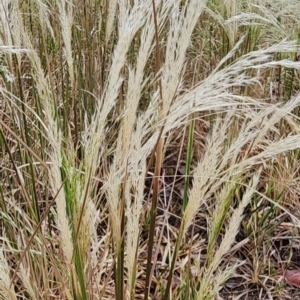 Lachnagrostis filiformis at Red Hill Nature Reserve - 14 Nov 2023