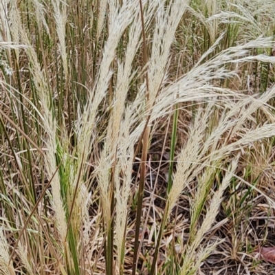 Lachnagrostis filiformis (Blown Grass) at Deakin, ACT - 14 Nov 2023 by Steve818