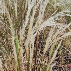 Lachnagrostis filiformis (Blown Grass) at Deakin, ACT - 14 Nov 2023 by Steve818